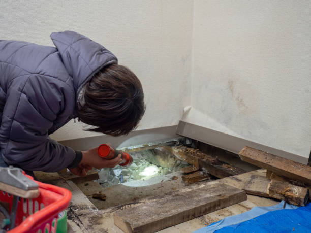 Best Mold Prevention Services  in Pagedale, MO